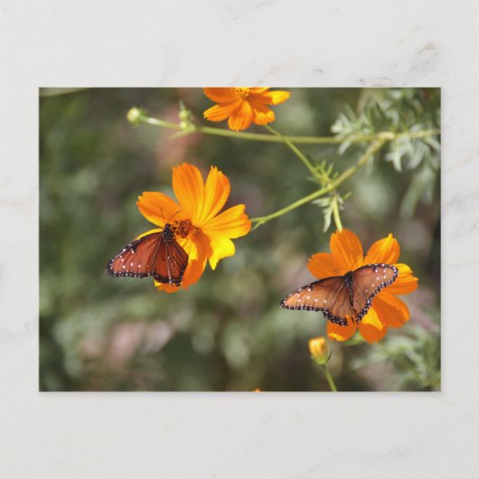Dubbele vlinder briefkaart (Voorkant)