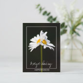 Dubbele witte Daisy | Foto van Oxeye Daisy Briefkaart (Staand voorkant)