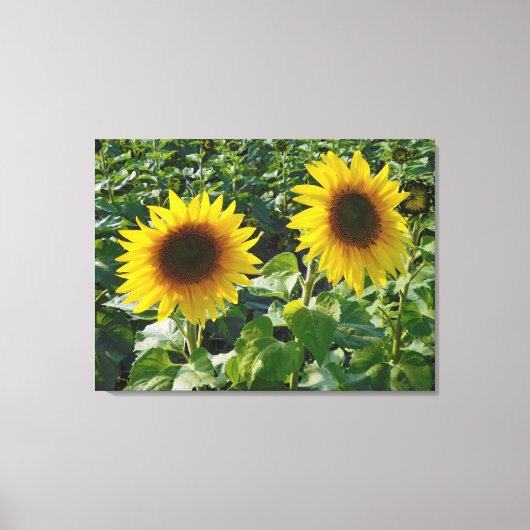 Dubbele zonnebloemen — Afdruk schilderCanvas Canvas Afdruk (Voorkant)