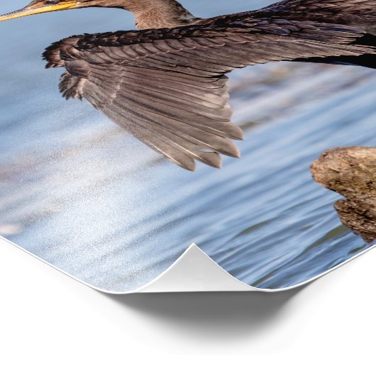 Dubbelvoudig gespleten aalscholver op het meer van foto afdruk (Hoek)