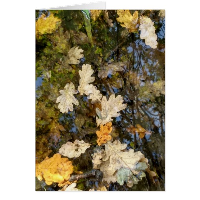 Dublin Leaves (Voorkant)