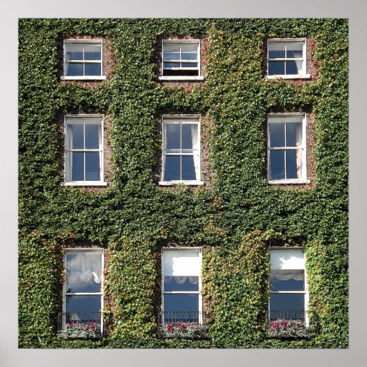 Dublin Town House Windows en climate ivy Poster (Voorkant)