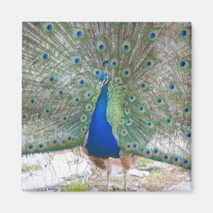 Dubrovnik, Kroatië, Lokrum Island, kleurrijk Magneet