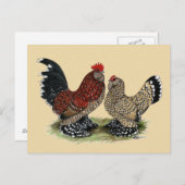 D'Uccle Bantams:  Mille Fleur Briefkaart (Voorkant / Achterkant)
