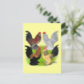 D'Uccles Four Roosters Briefkaart (Staand voorkant)