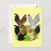 D'Uccles Four Roosters Briefkaart (Voorkant / Achterkant)