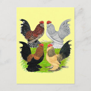 D'Uccles Four Roosters Briefkaart