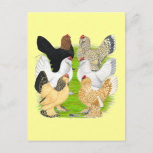 D'Uccles Six Hens Briefkaart