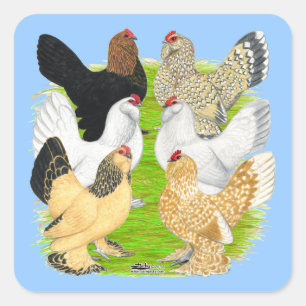 D'Uccles Six Hens Vierkante Sticker