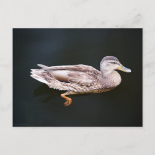 Duck 907b briefkaart