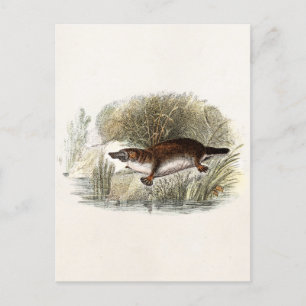Duck Bill Platypus Illustration uit de jaren 1800 Briefkaart