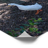 DUCK BLANC ET GEESE POSTER (Coin)