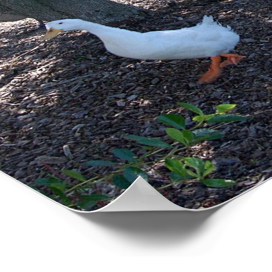 DUCK BLANC ET GEESE POSTER (Coin)