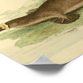 Duck Bled Platypus Natural History afdrukken Poster (Hoek)