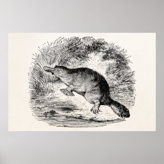Duck Bond Platypus Persoonlijke Dieren Poster (Voorkant)