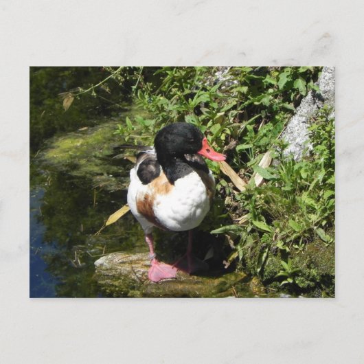 Duck Briefkaart (Voorkant)