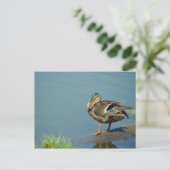 Duck Briefkaart (Staand voorkant)