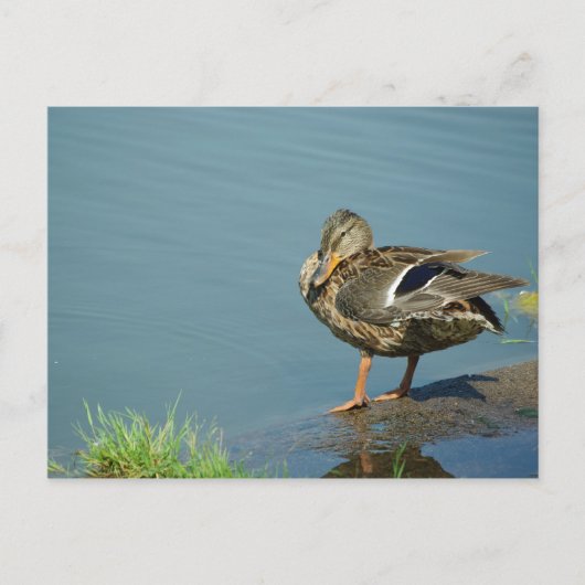 Duck Briefkaart (Voorkant)