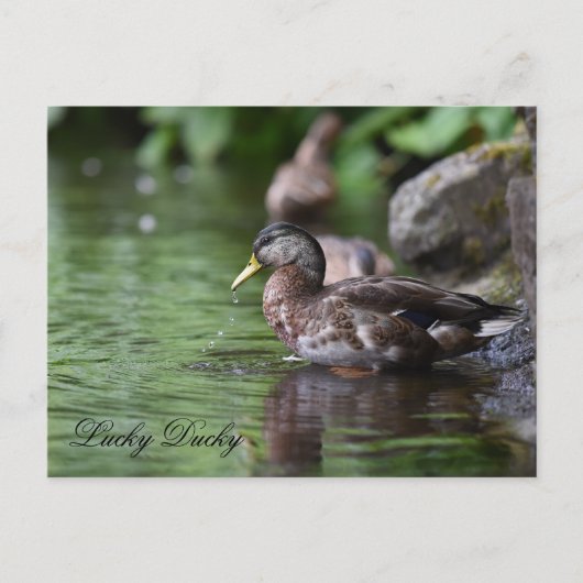 Duck Briefkaart (Voorkant)