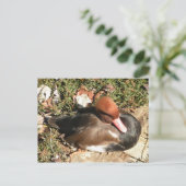 Duck Briefkaart (Staand voorkant)