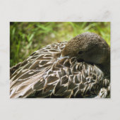 Duck Briefkaart (Voorkant)