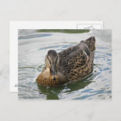 Duck Briefkaart (Voorkant / Achterkant)