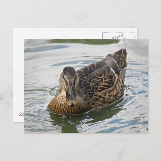 Duck Briefkaart (Voorkant / Achterkant)