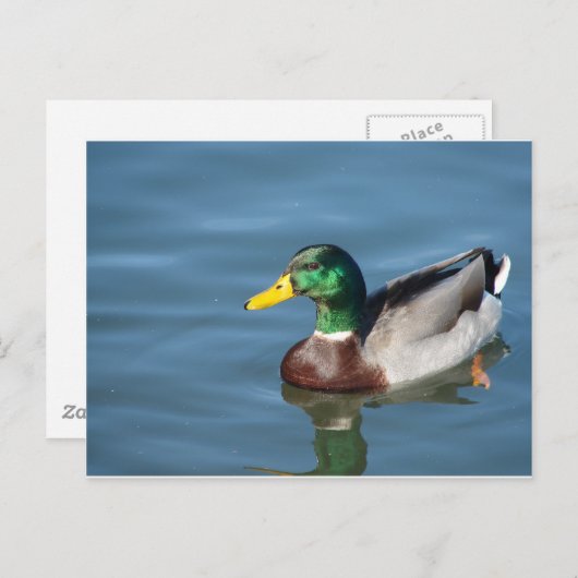 Duck Briefkaart (Voorkant / Achterkant)
