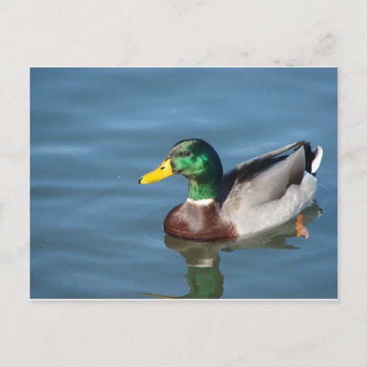 Duck Briefkaart (Voorkant)