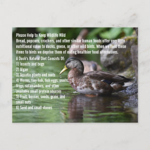 Duck Briefkaart