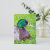 Duck Briefkaart (Staand voorkant)