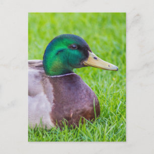 Duck Briefkaart