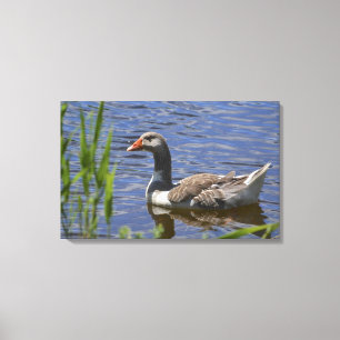 Duck Canvas Afdruk
