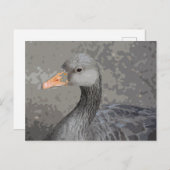 Duck close-up uitzicht briefkaart (Voorkant / Achterkant)