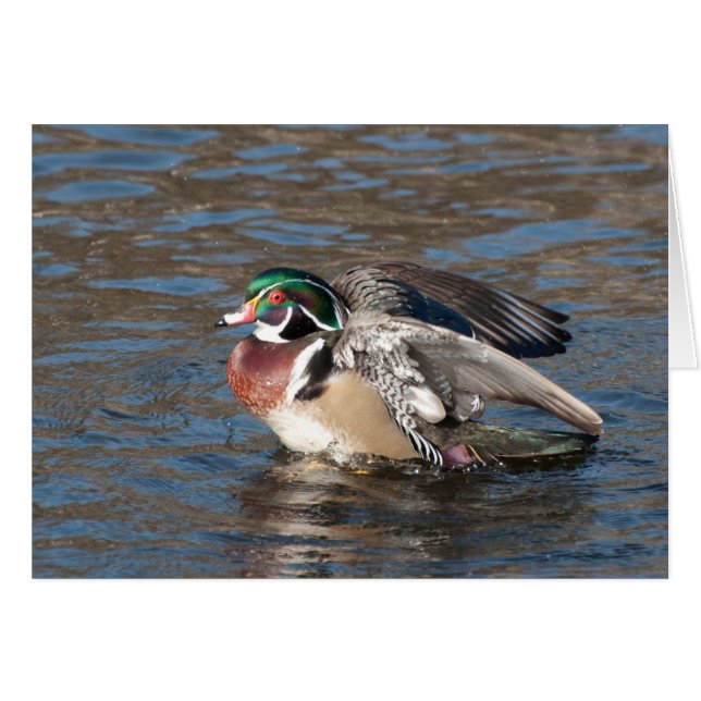 Duck de bois Drake (Devant horizontal)