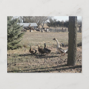 Duck Duck Goose Briefkaart