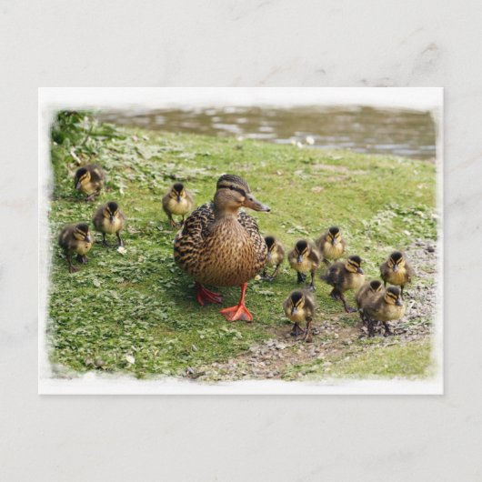 Duck Family Briefkaart (Voorkant)