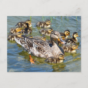 Duck Family Briefkaart