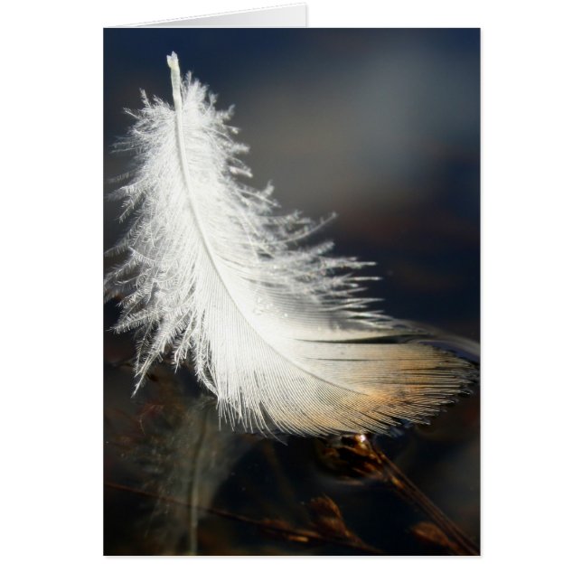 Duck Feather (Voorkant)