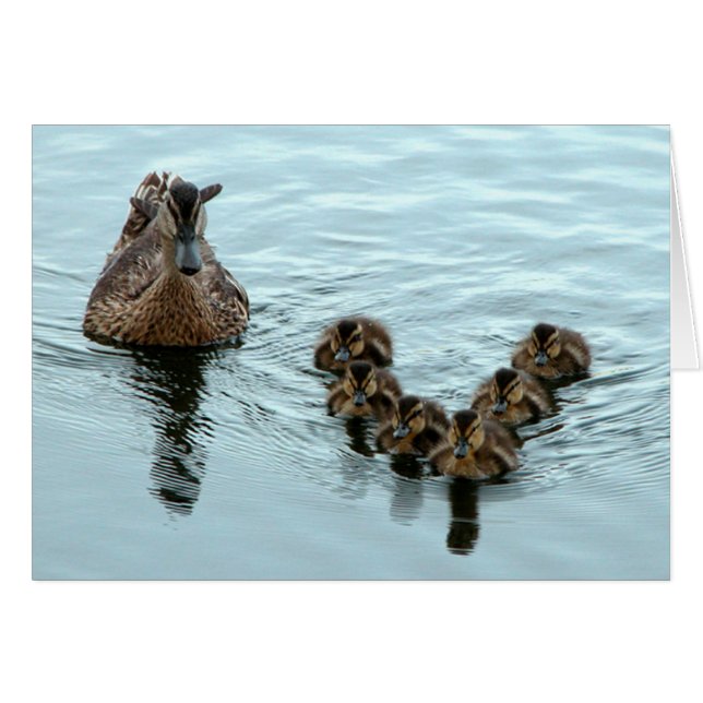 Duck Formation (Voorkant Horizontaal)