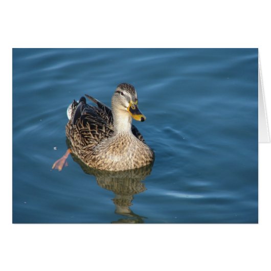 Duck in Water (Voorkant Horizontaal)