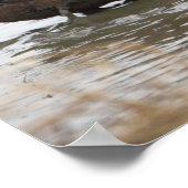 Duck in Water Poster (Hoek)