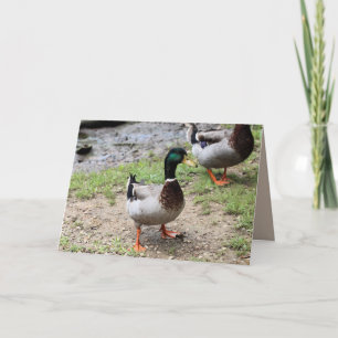 Duck Kaart