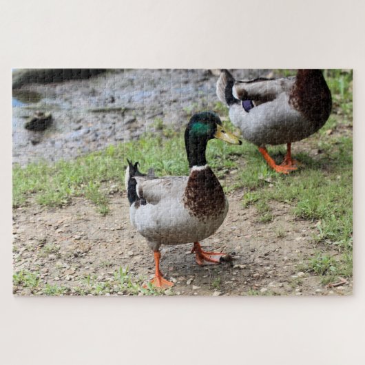 Duck Legpuzzel (Horizontaal)