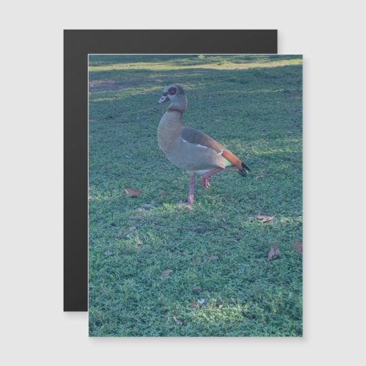 Duck Magnet (Voorkant / Achterkant)