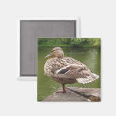 Duck Magnet Magneet (Voorkant / Achterkant)