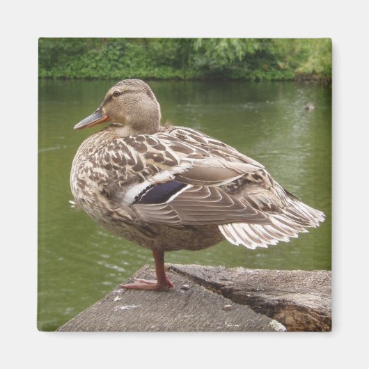 Duck Magnet Magneet (Voorkant)
