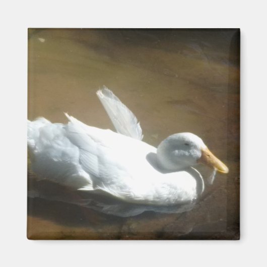 Duck Magnet Magneet (Voorkant)