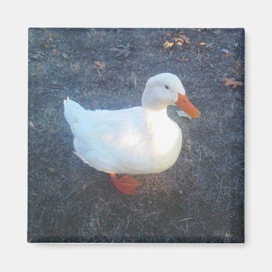 Duck Magnet Magneet (Voorkant)
