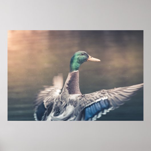 Duck Natuur Photo Poster (Voorkant)